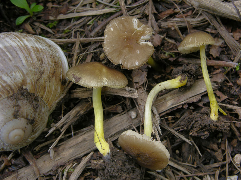 Pluteus romellii